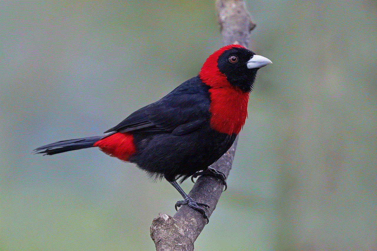 Crimson-Collared Tanager Bird