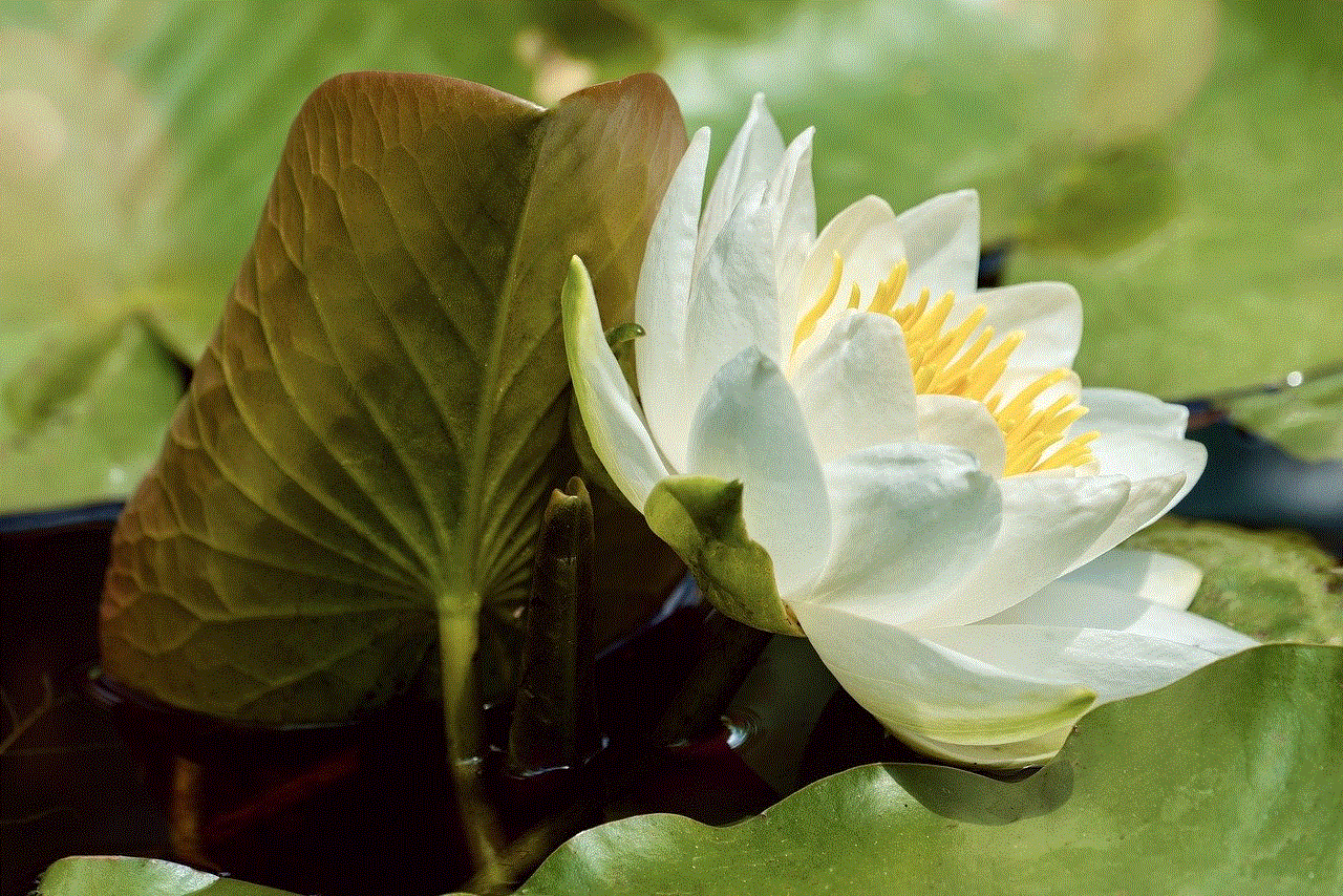 Water Lily Flower Background