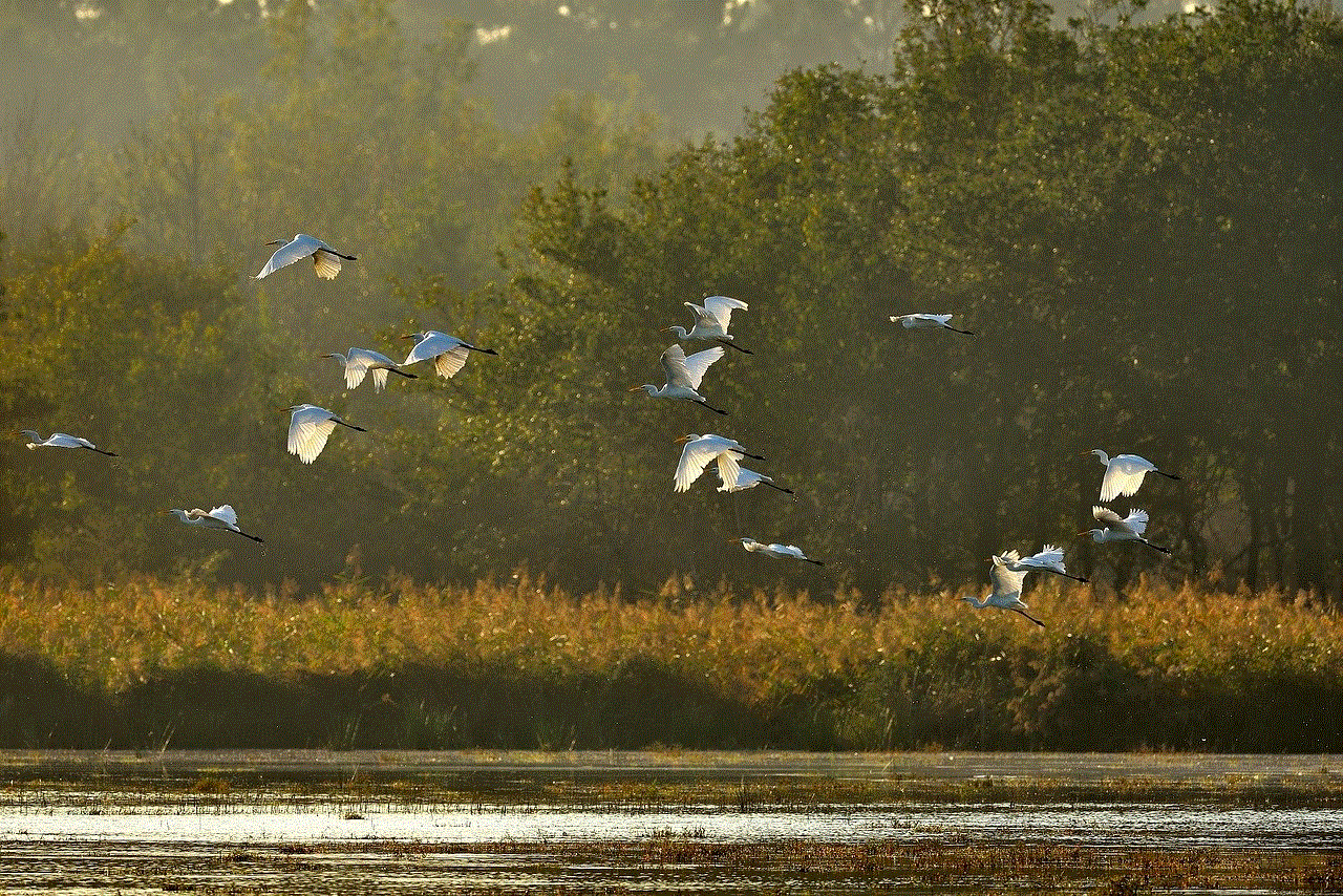 Bird Nature