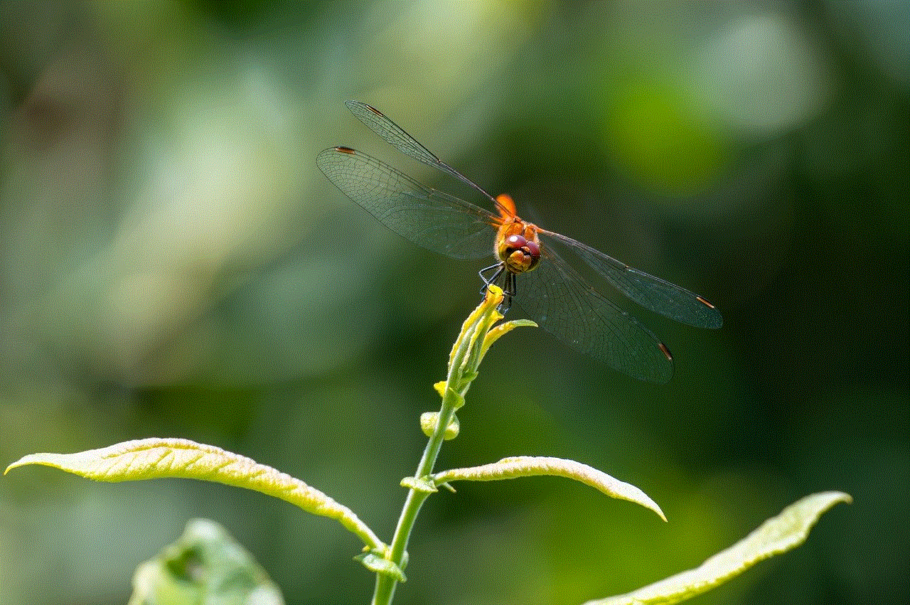 Dragon-Fly Insect