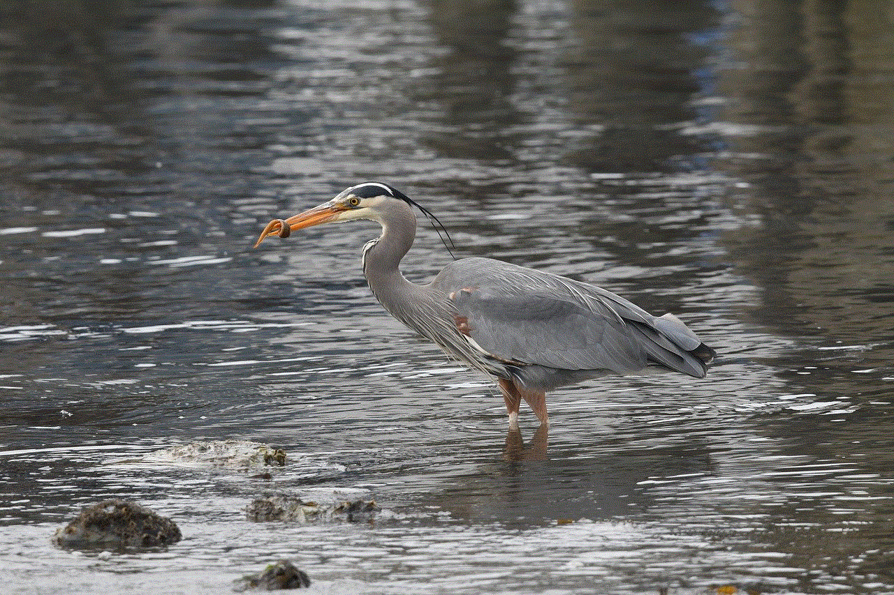 Birds Blue Heron