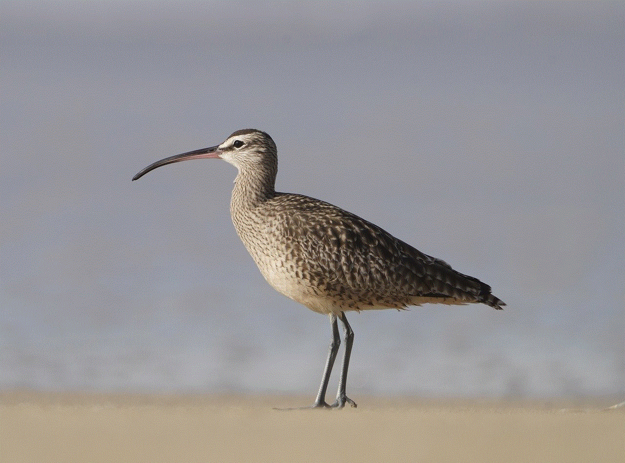 Eurasian Whimbrel Whimbrel