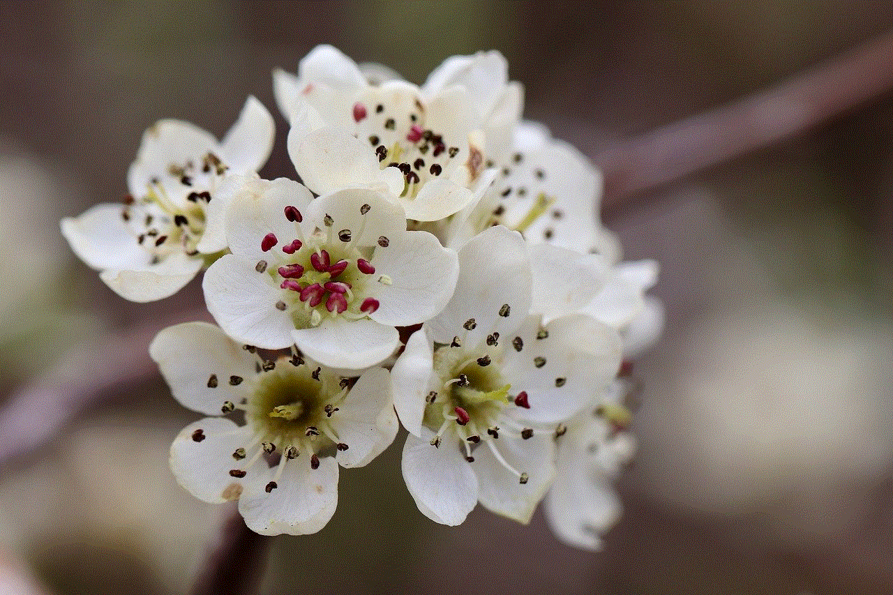 Willow-Leaved Pear Pear