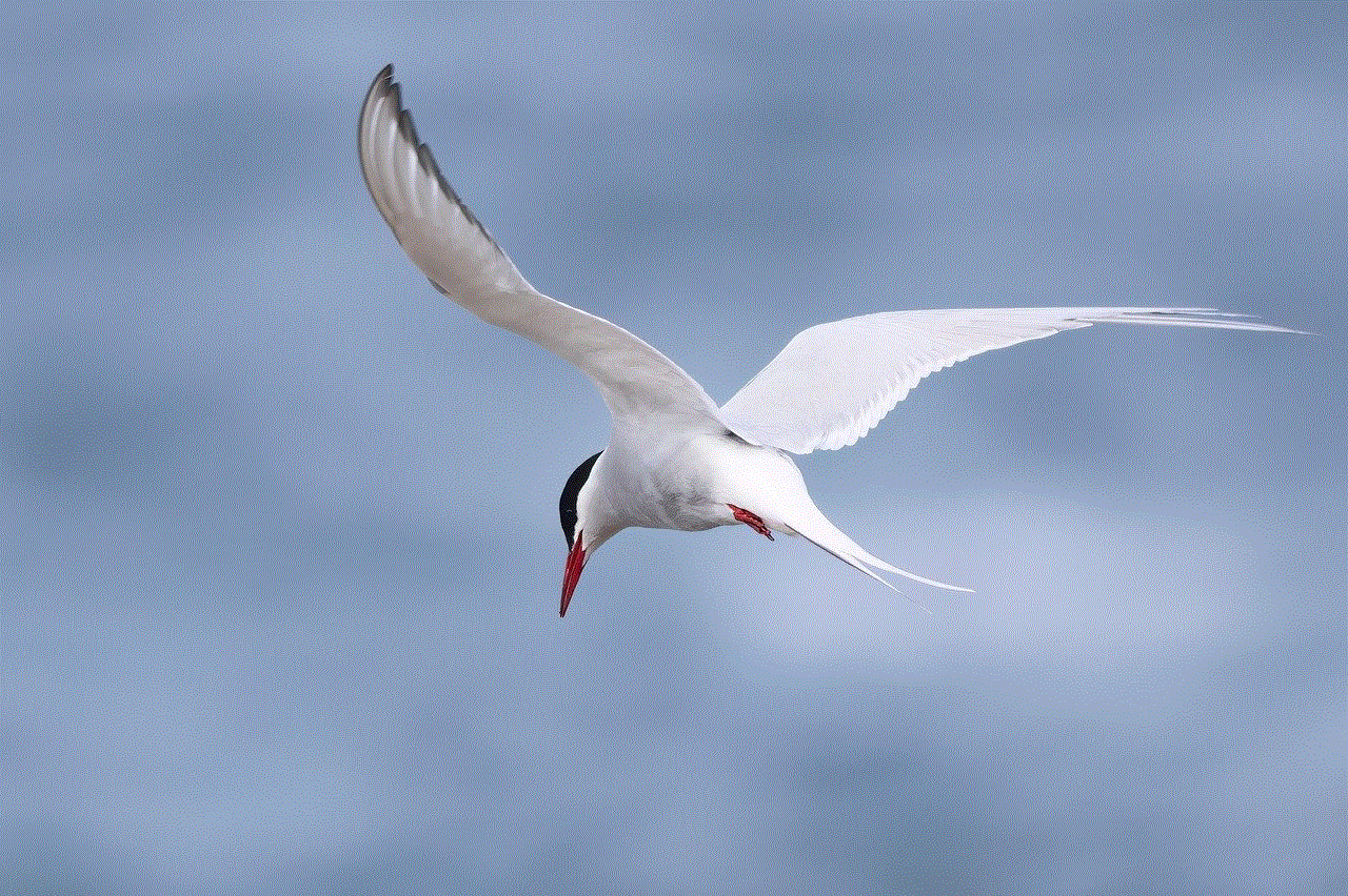 Bird Tern