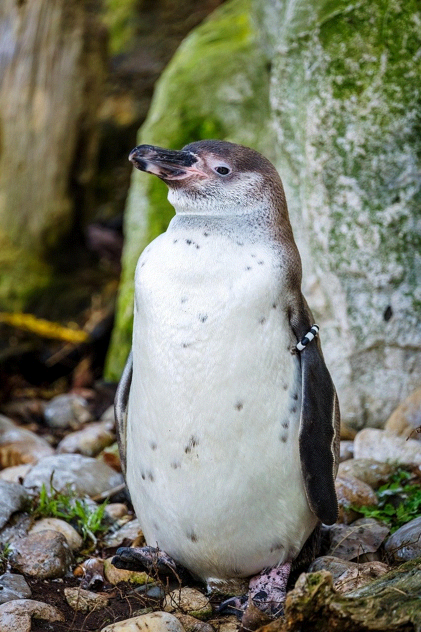 Humboldt Penguin Penguin