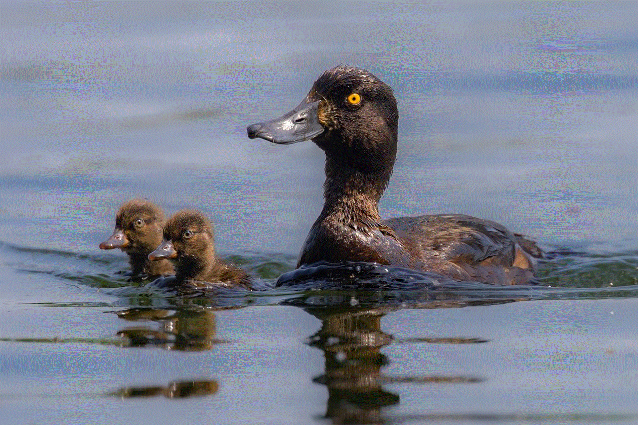 Duck Tufted Duck