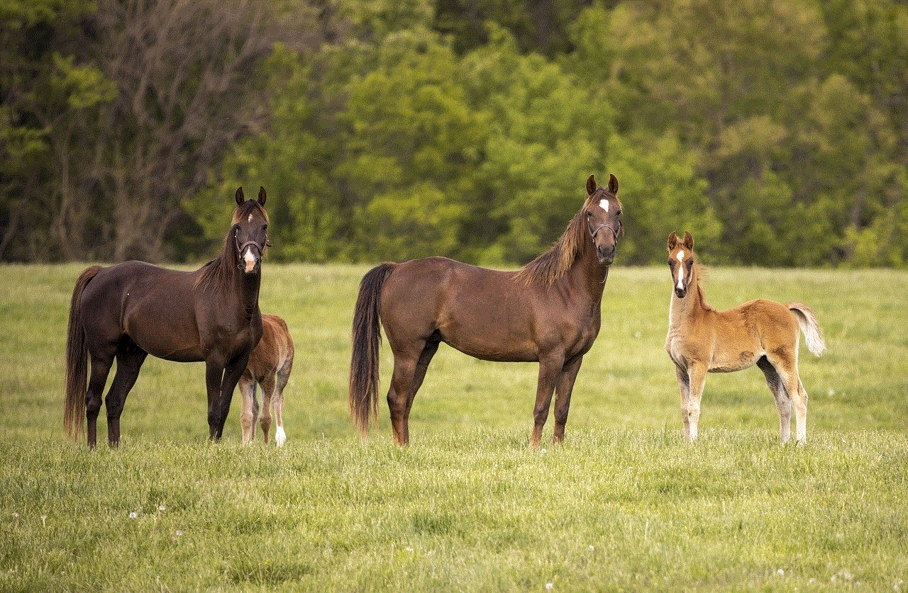 Animals Horses