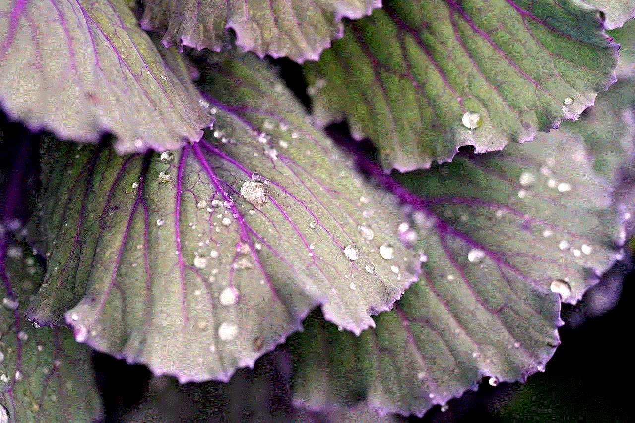 Cabbage Leaves