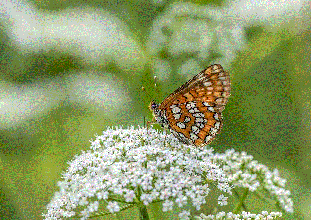 Fritillary Butterfly