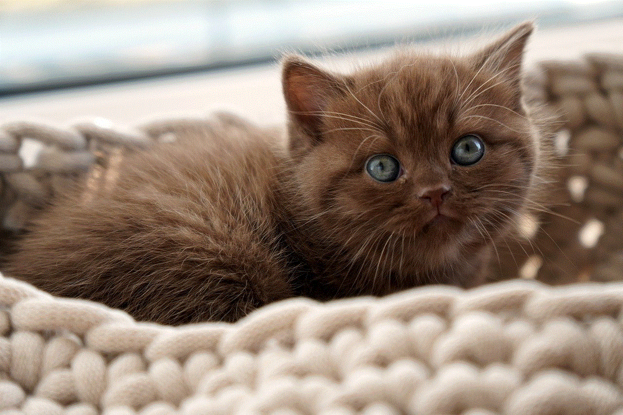 British Shorthair Kitten