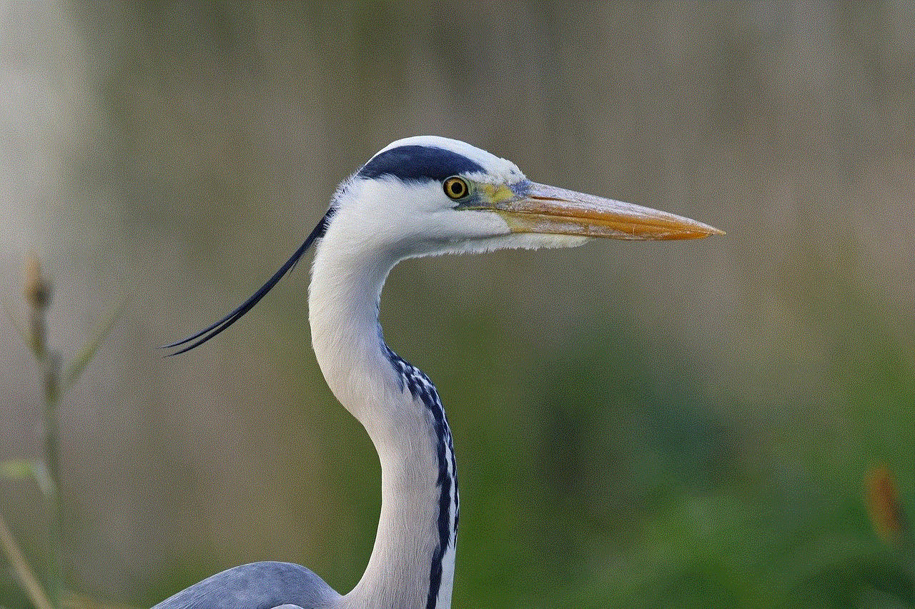 Grey Heron Wallpaper 4K