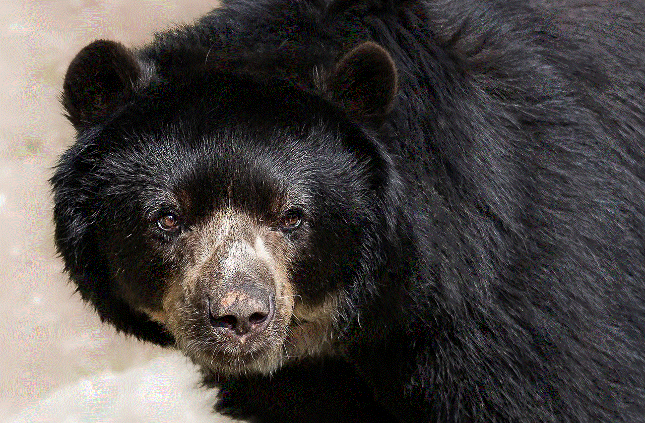 Andean Bear Spectacled Bear