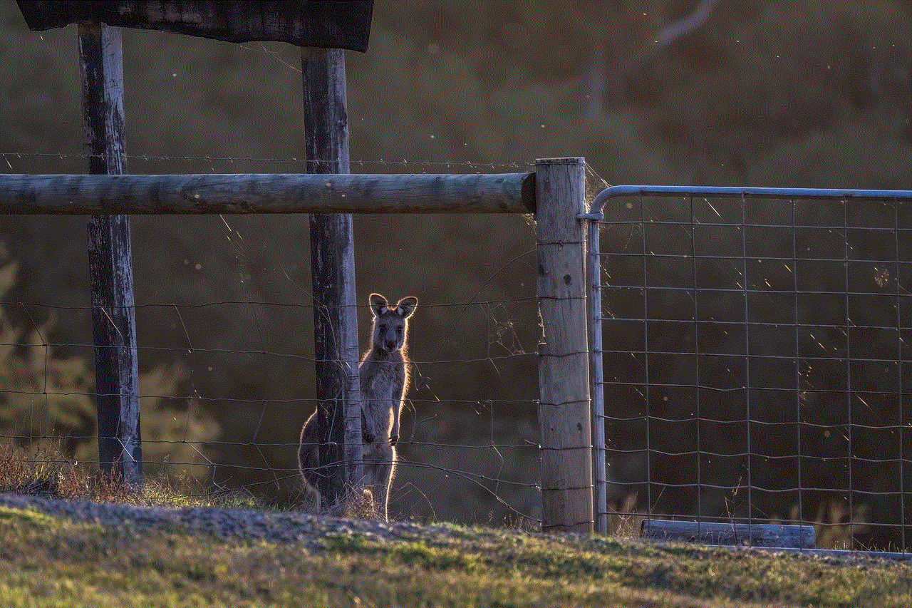 Eastern Grey Kangaroo Kangaroo