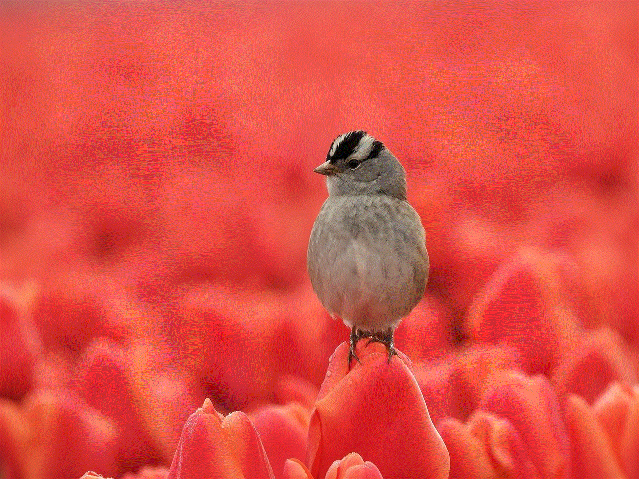 Bird Tulips