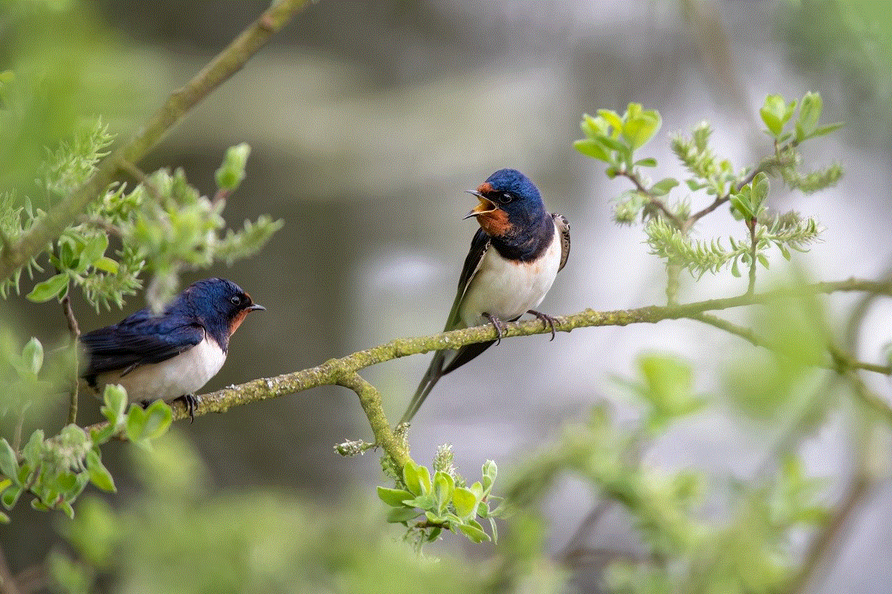Barn Swallows Ornithology