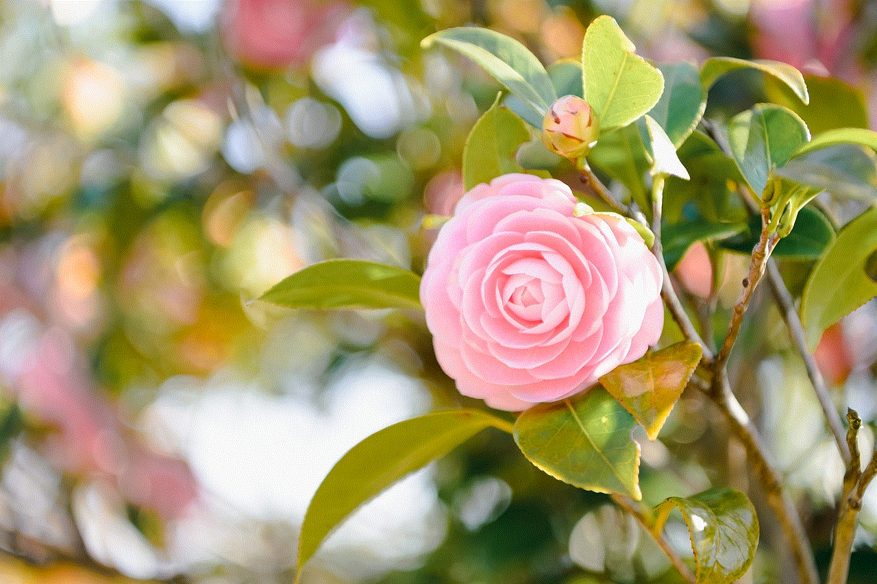 Flower Camellia