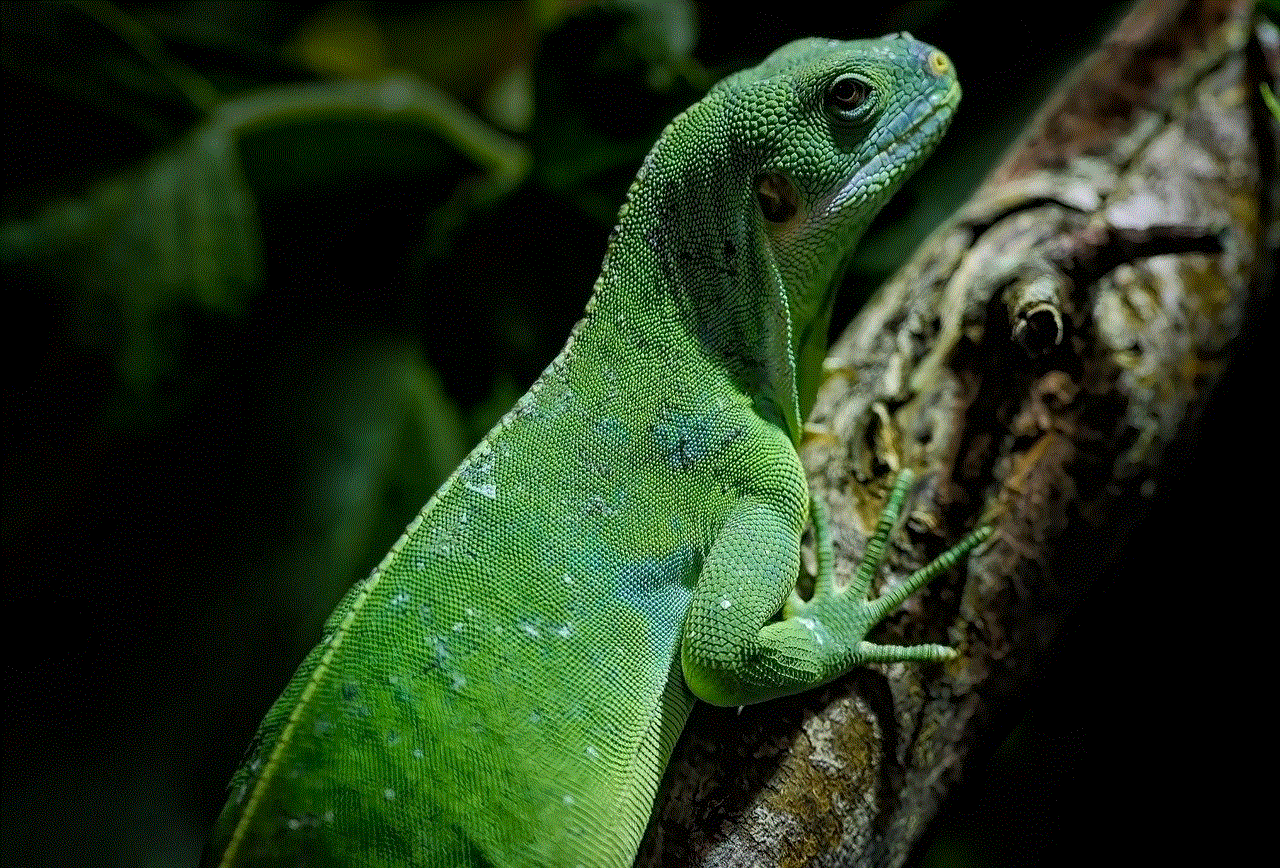 Iguana Lizard