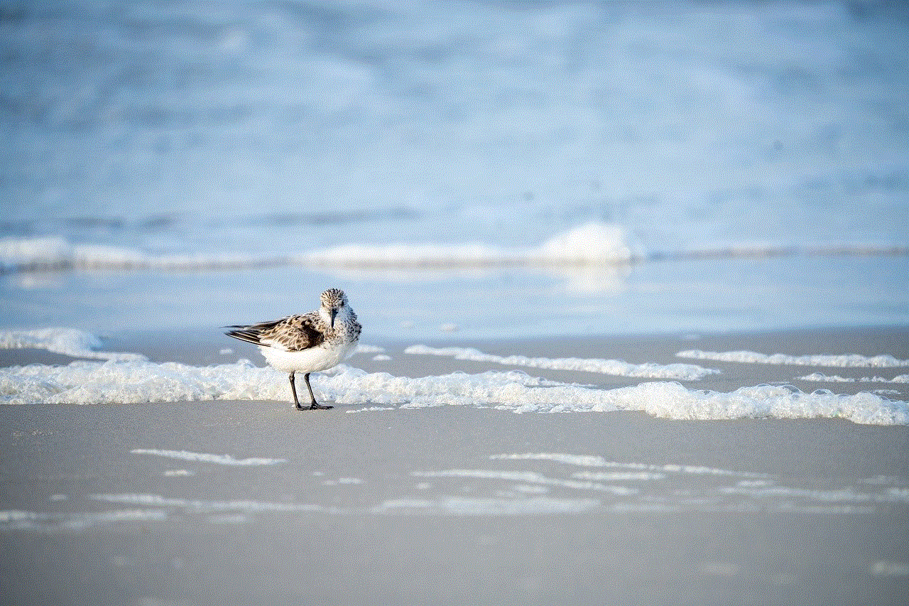 Bird Sanderling