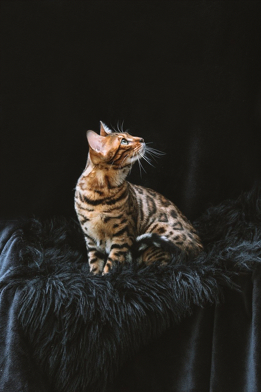 Bengal Cat Cat