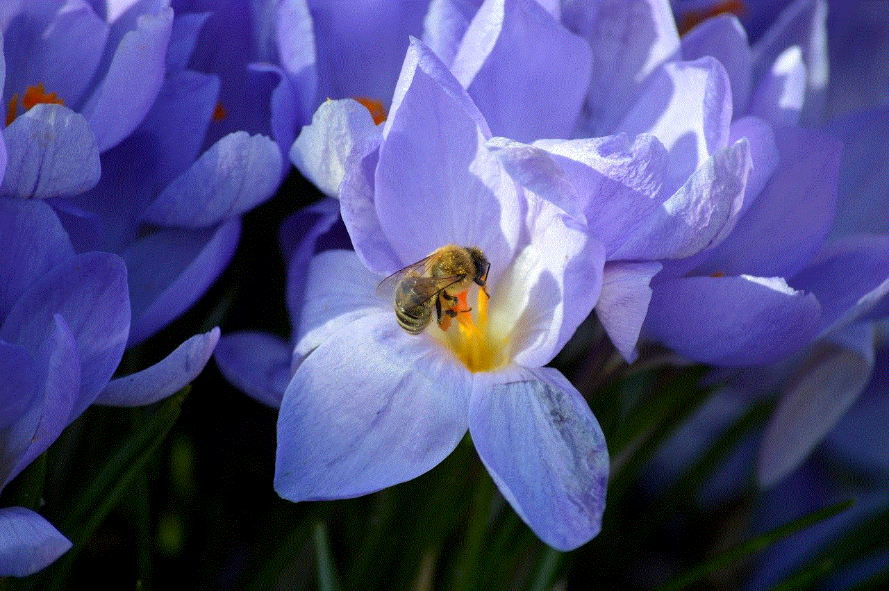 Flower Crocuses