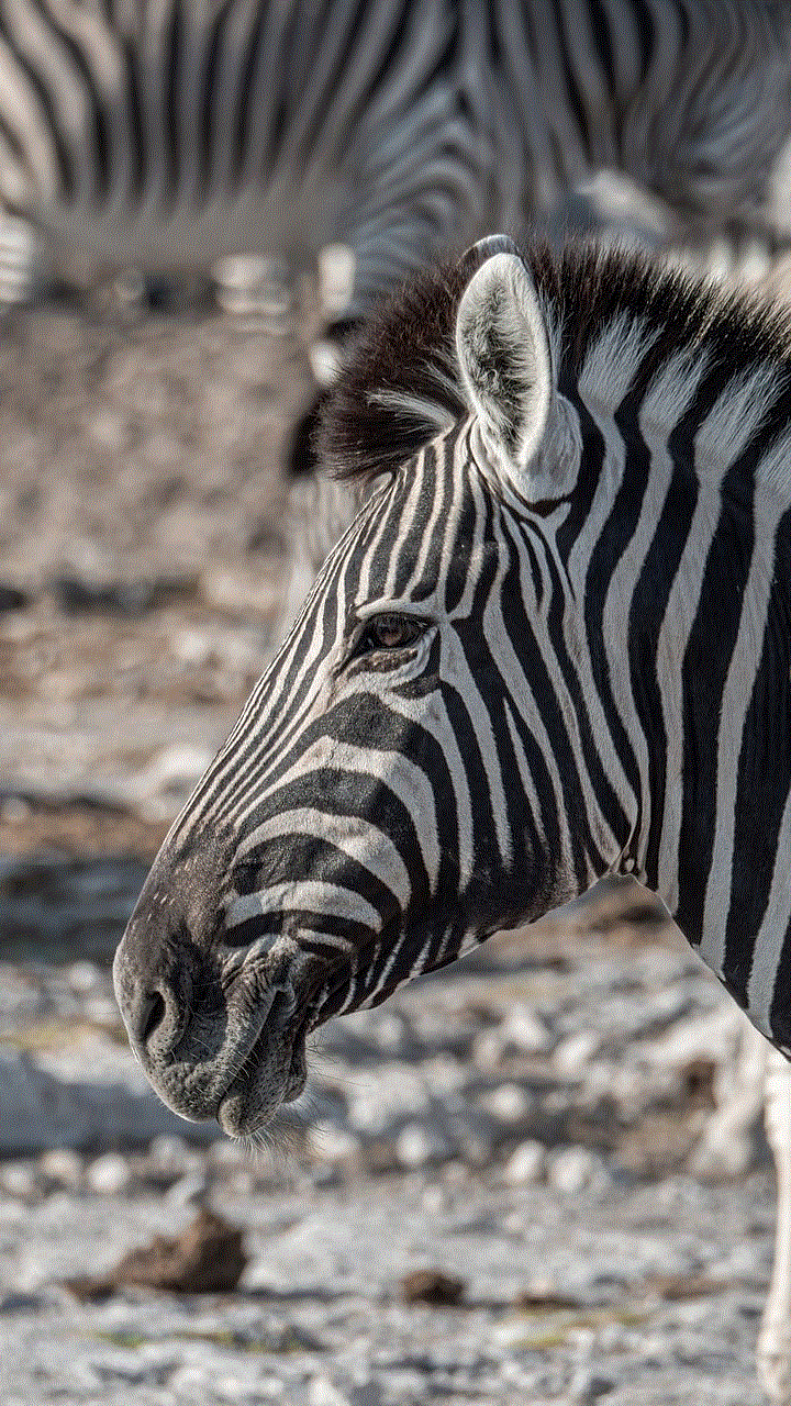 Zebra Wilderness