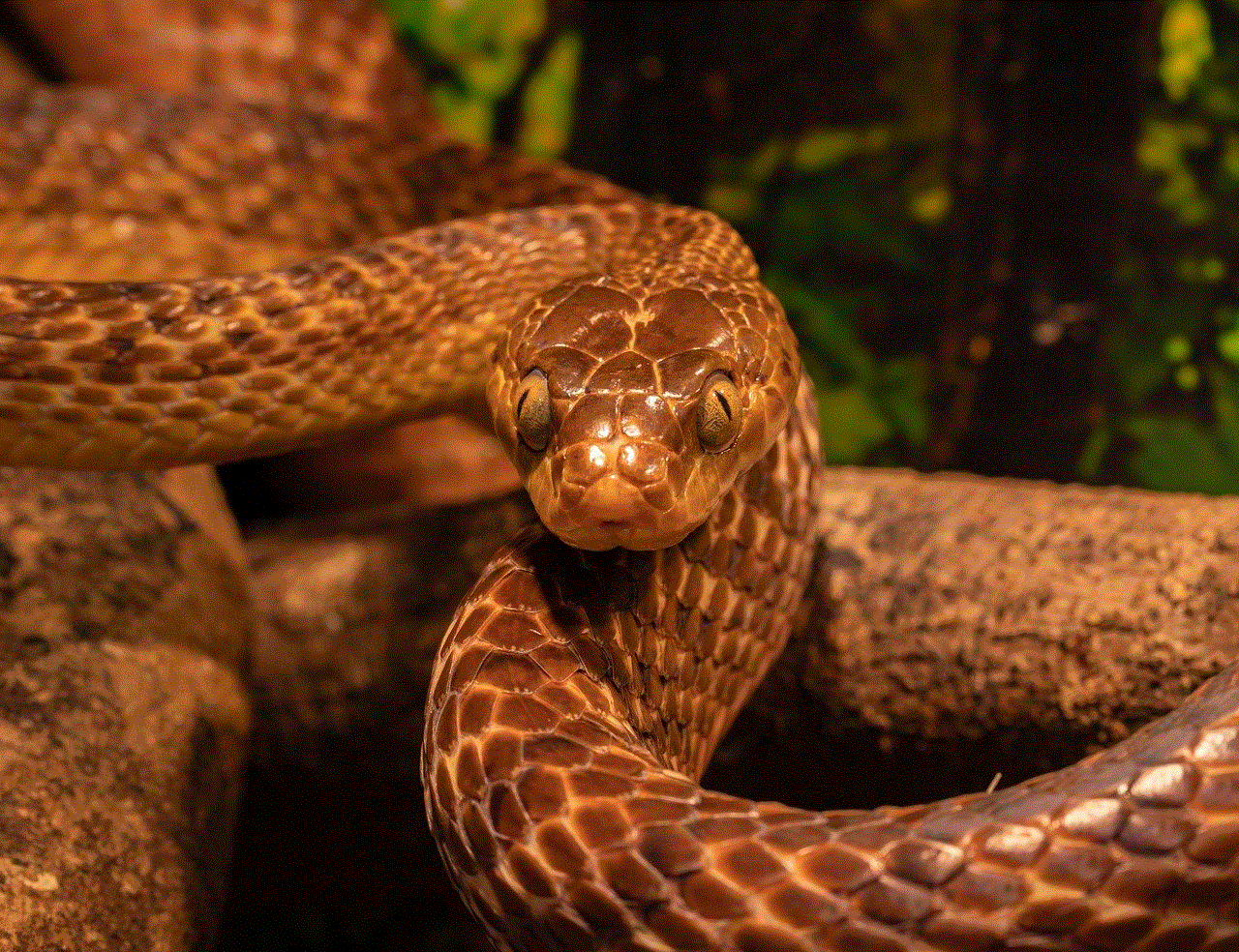 Tree Snake Snake
