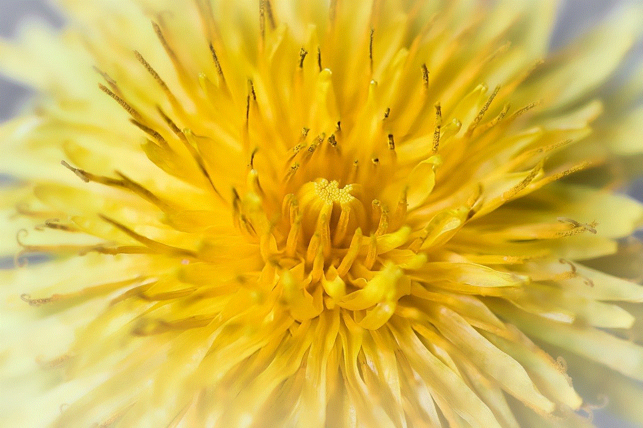 Dandelion Flower