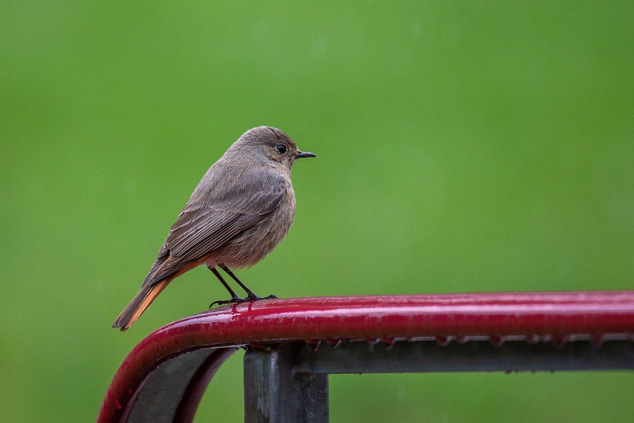 Bird Common Redstart