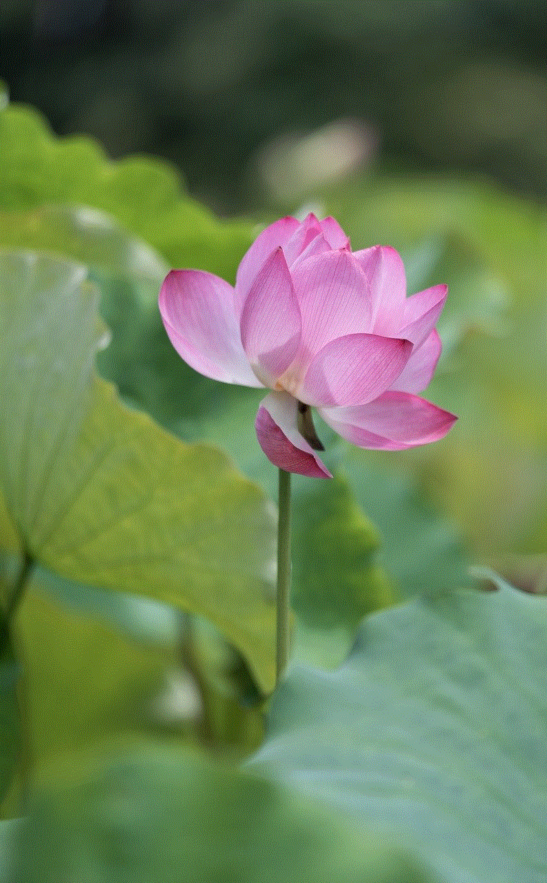 Lotus Pink