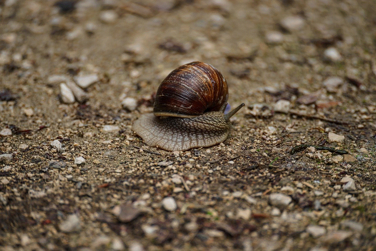 Snail Mollusk Snail Mollusk