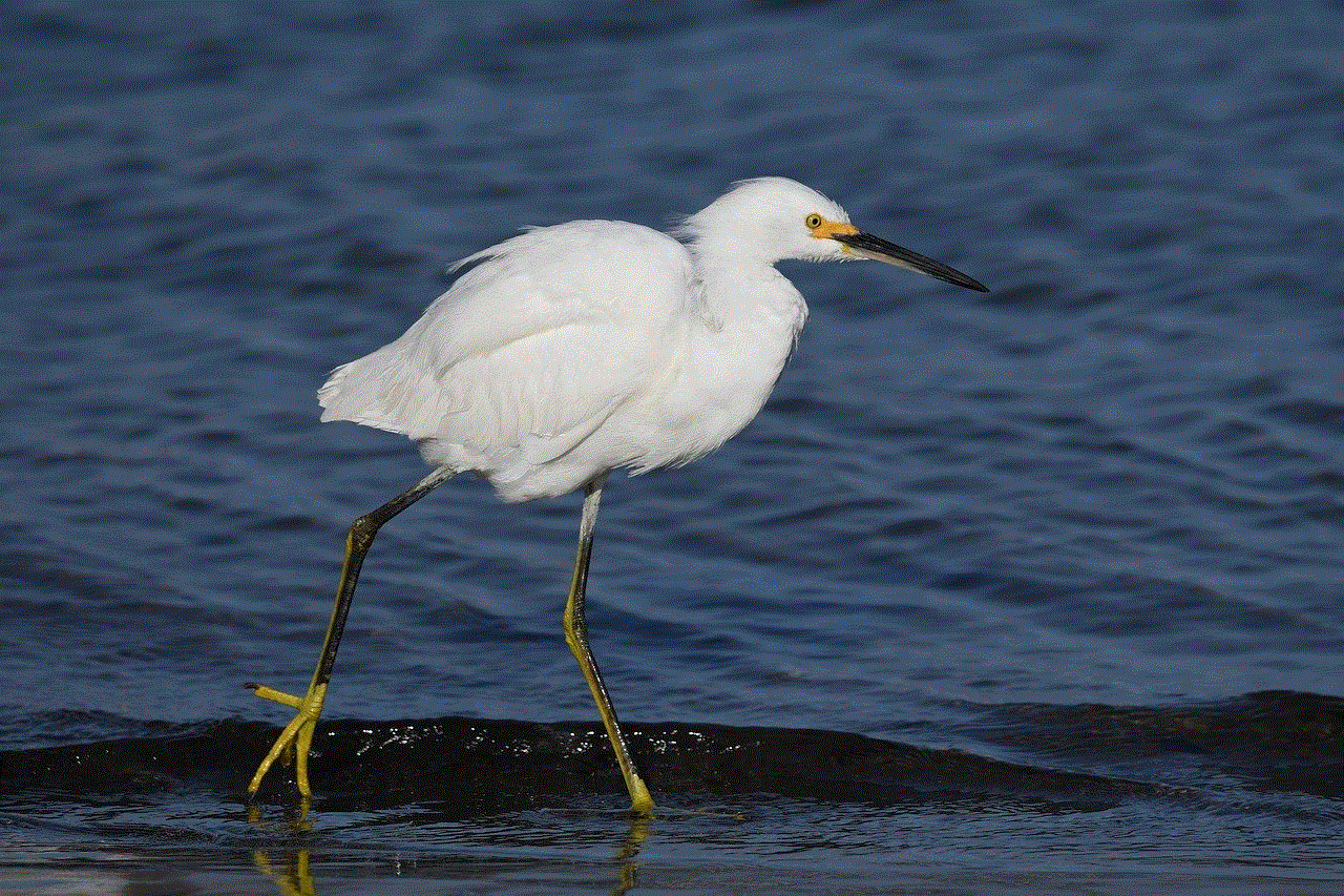 Snow Egret Bird