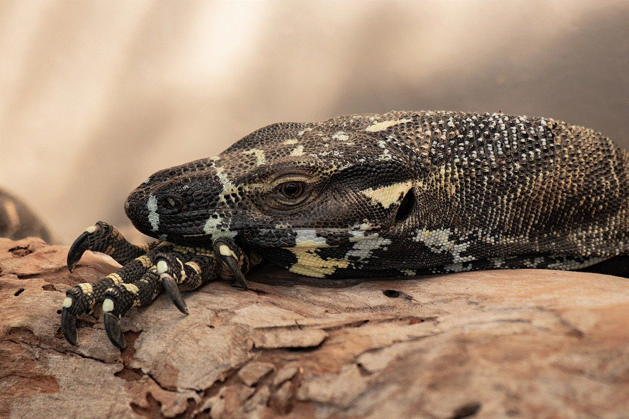 Lizard Reptile