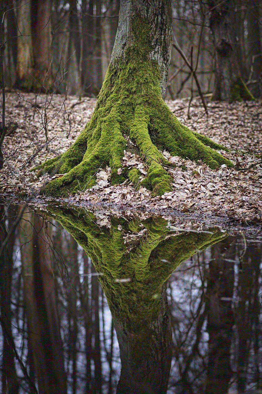 Tree Trunk Reflection