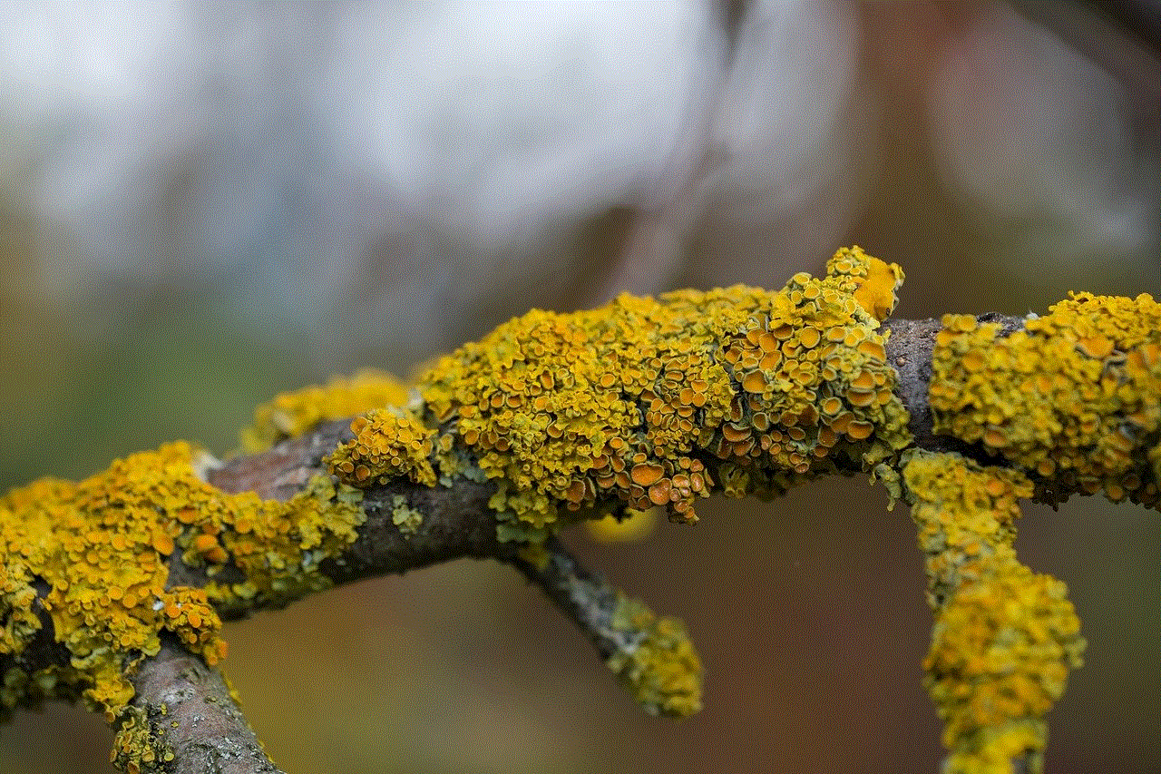 Lichen Wood Texture
