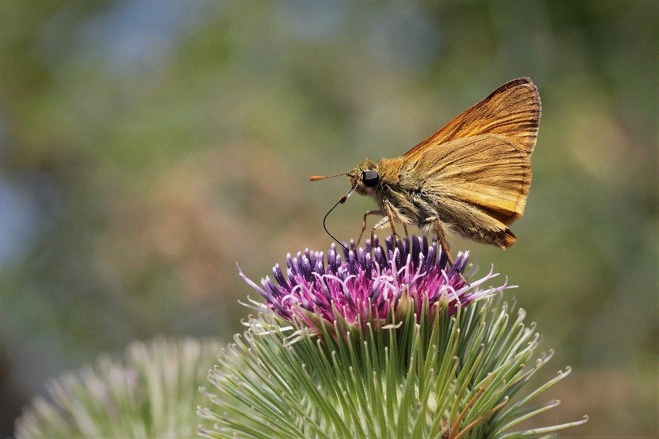 Insect Flower Background