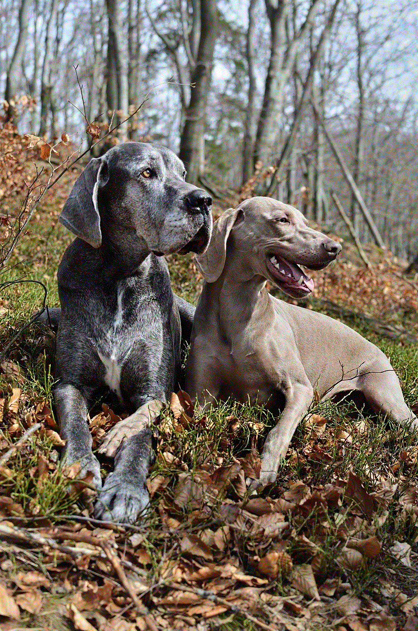 Animals Dogs Animals Dogs