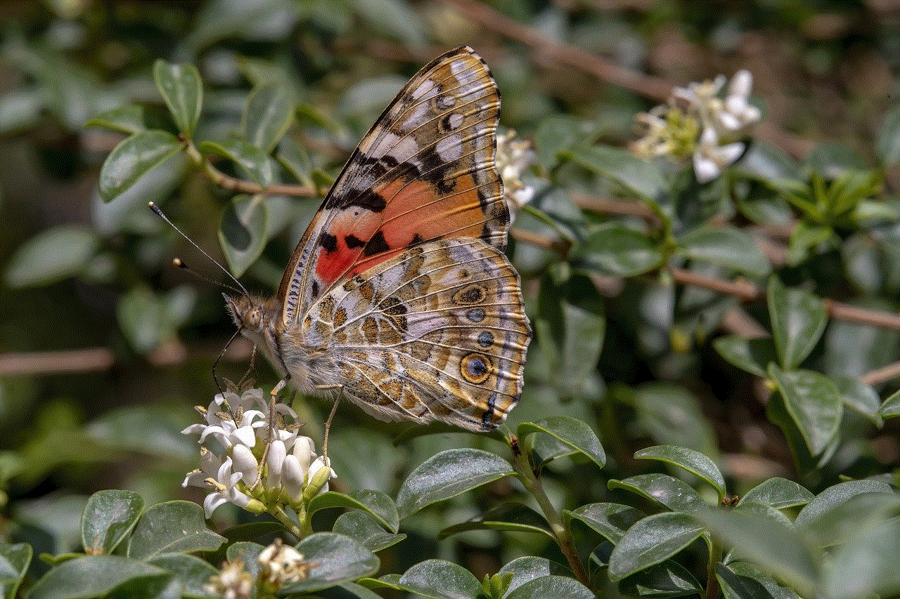 Painted Lady Butterfly Butterfly