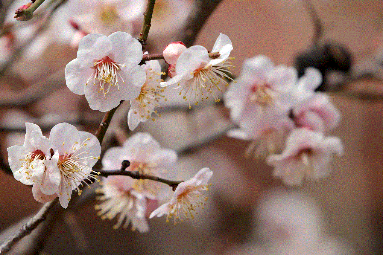 Plum Blossoms Plum Flowers
