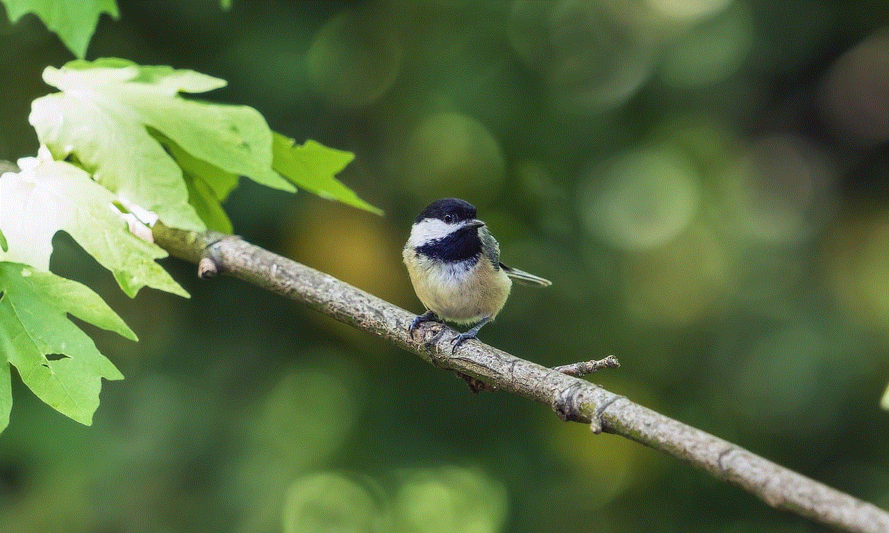 Black-Capped Chickadee Chickadee