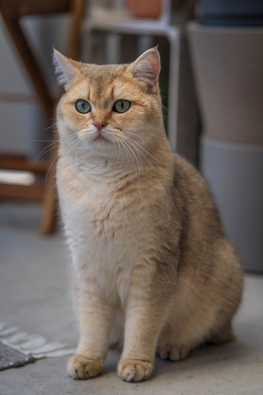 British Shorthair Breed Cat