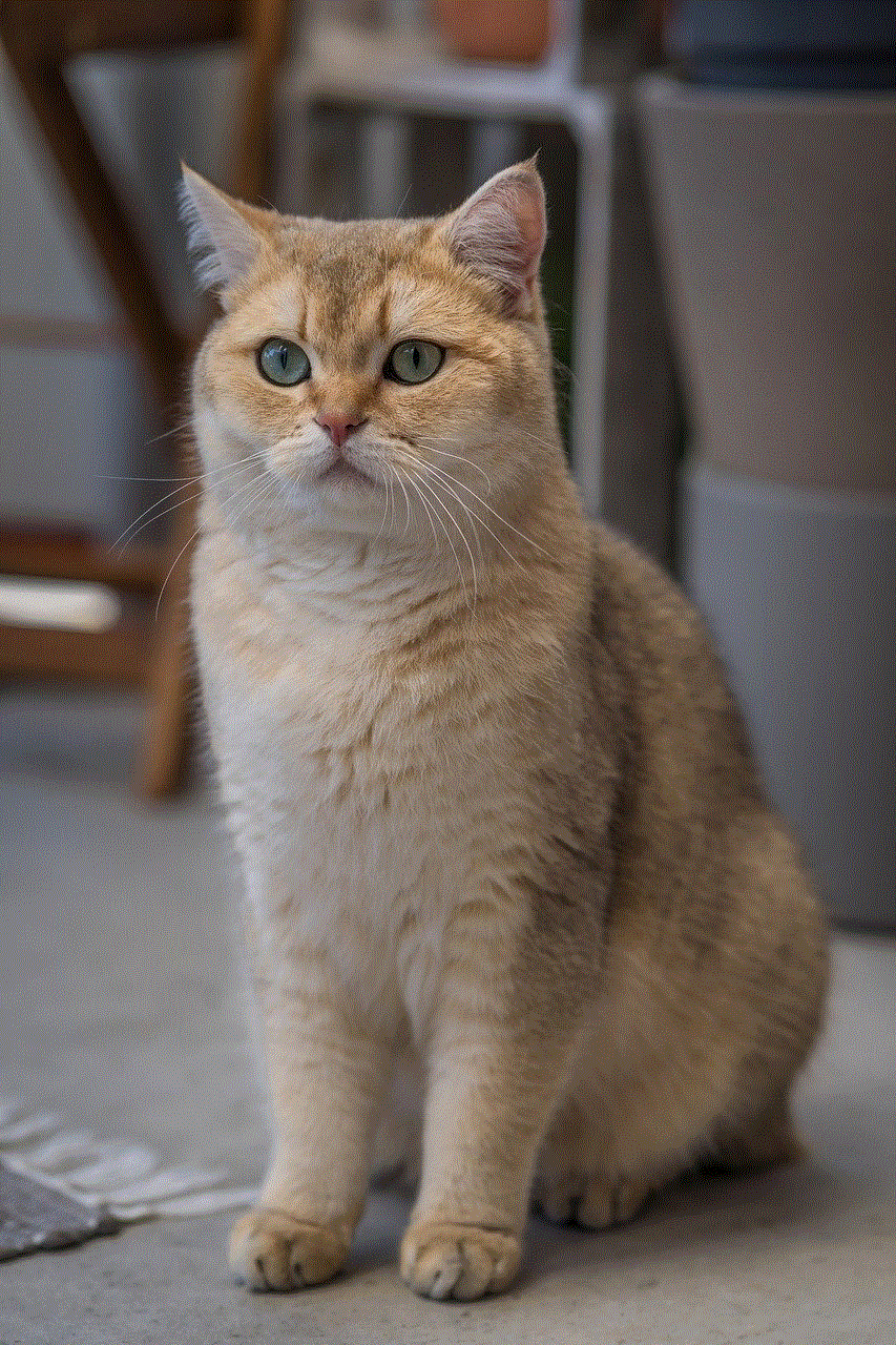 British Shorthair Breed Cat British Shorthair Breed Cat