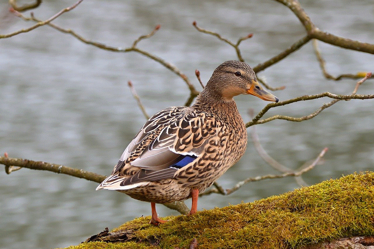 Bird Mallard