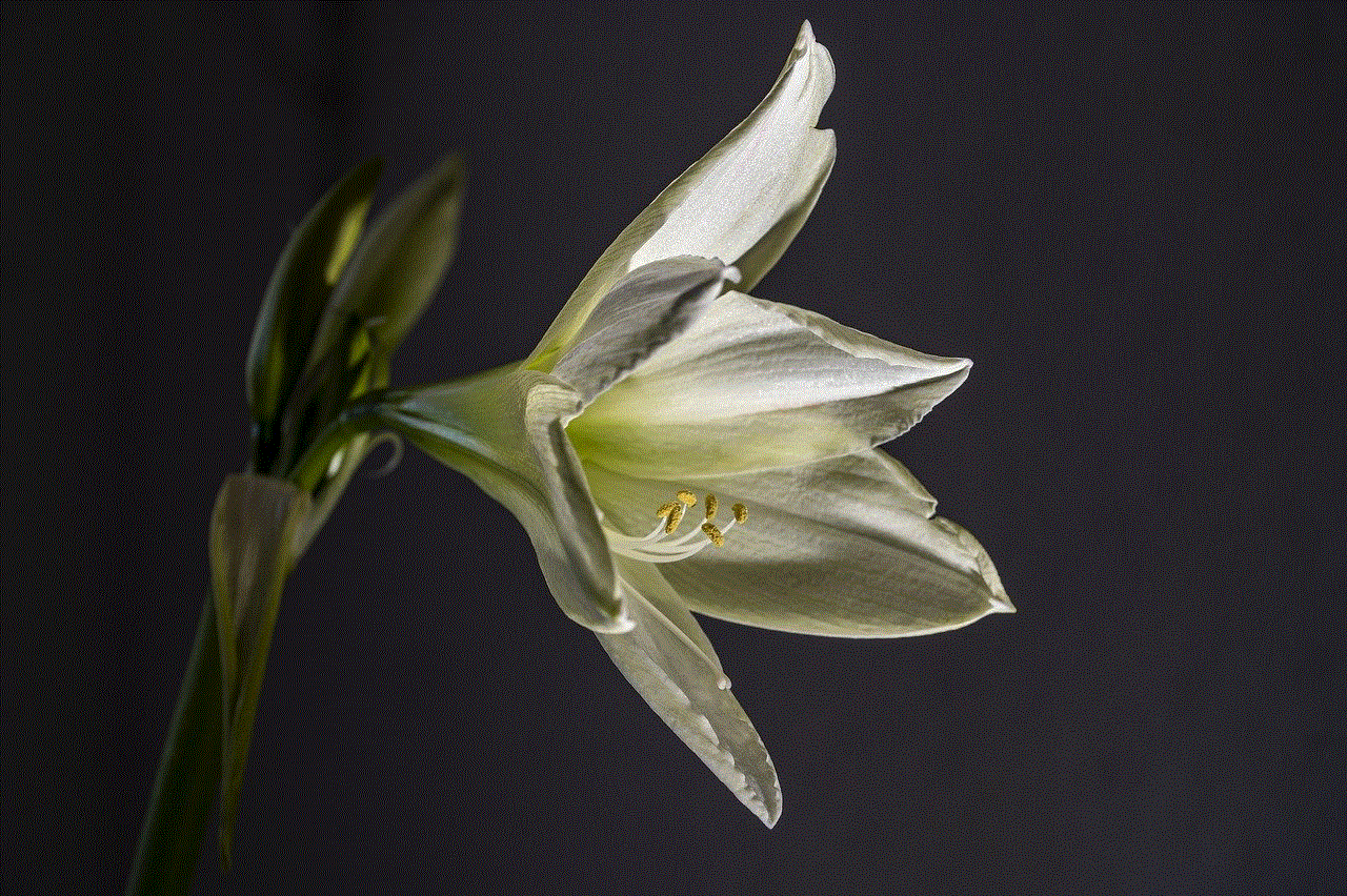 Amaryllis Flower