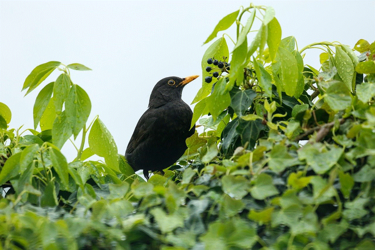 Blackbird Bird