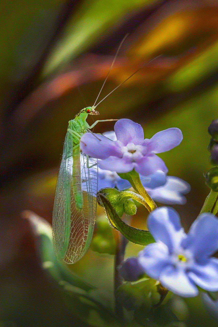 Green Lacewing Bug