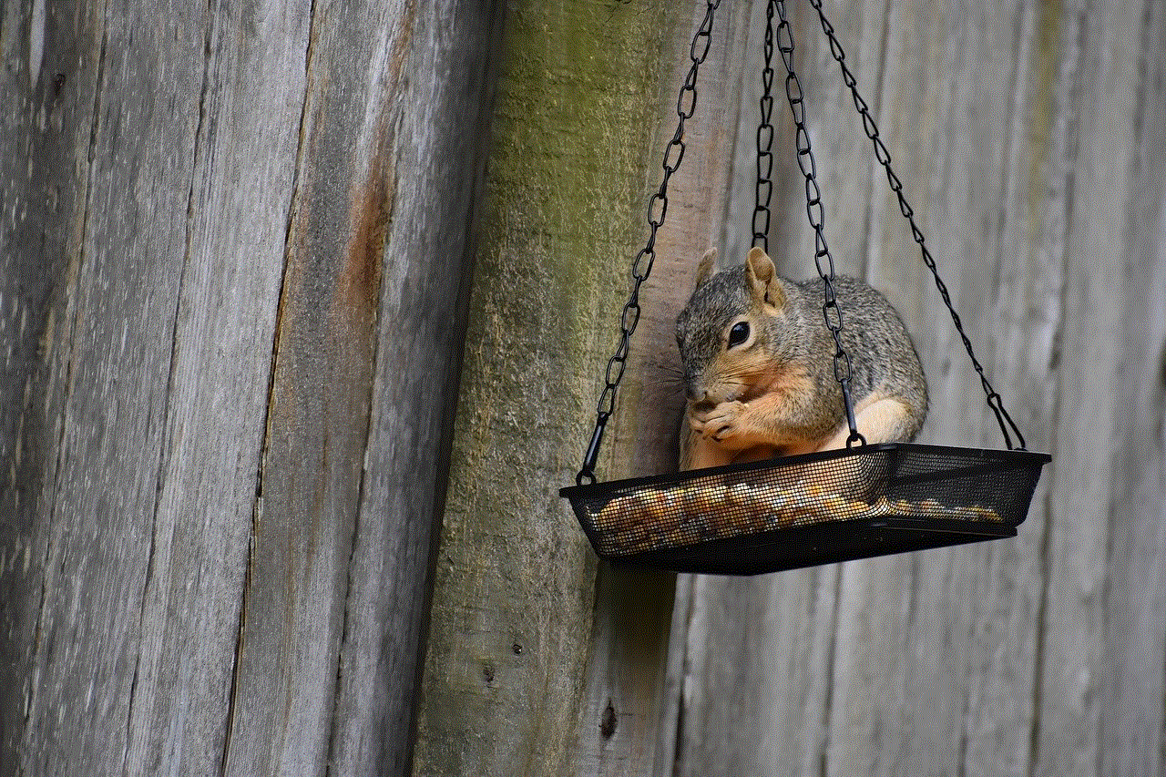 Squirrel Wildlife Squirrel Wildlife