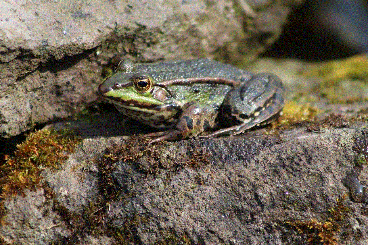 Frog Amphibian