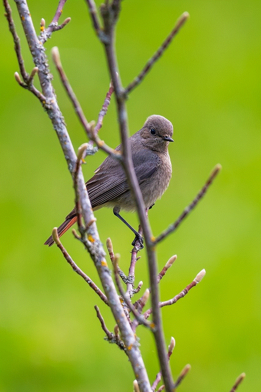 Bird Common Redstart