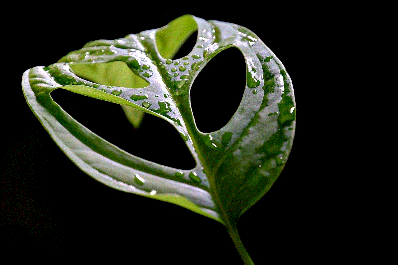 Monstera Leaf