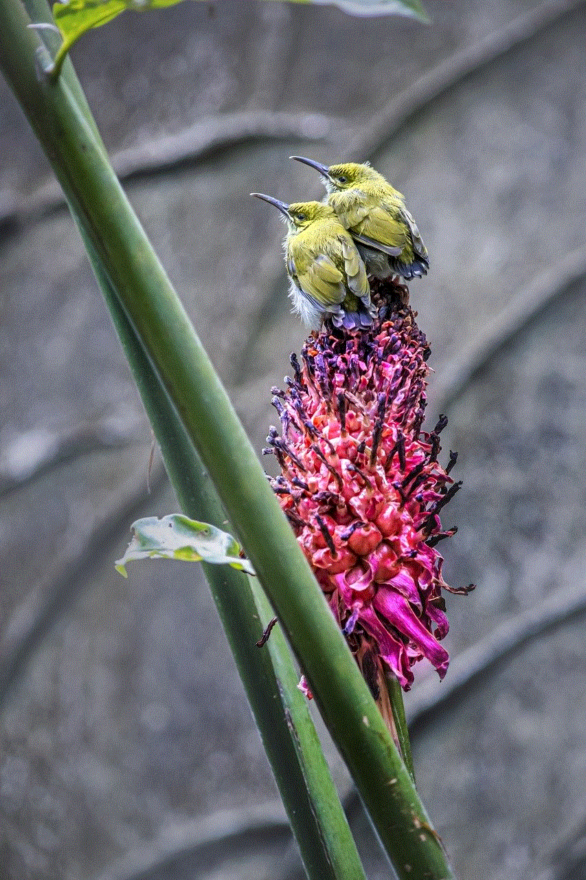 Birds Little Spiderhunter